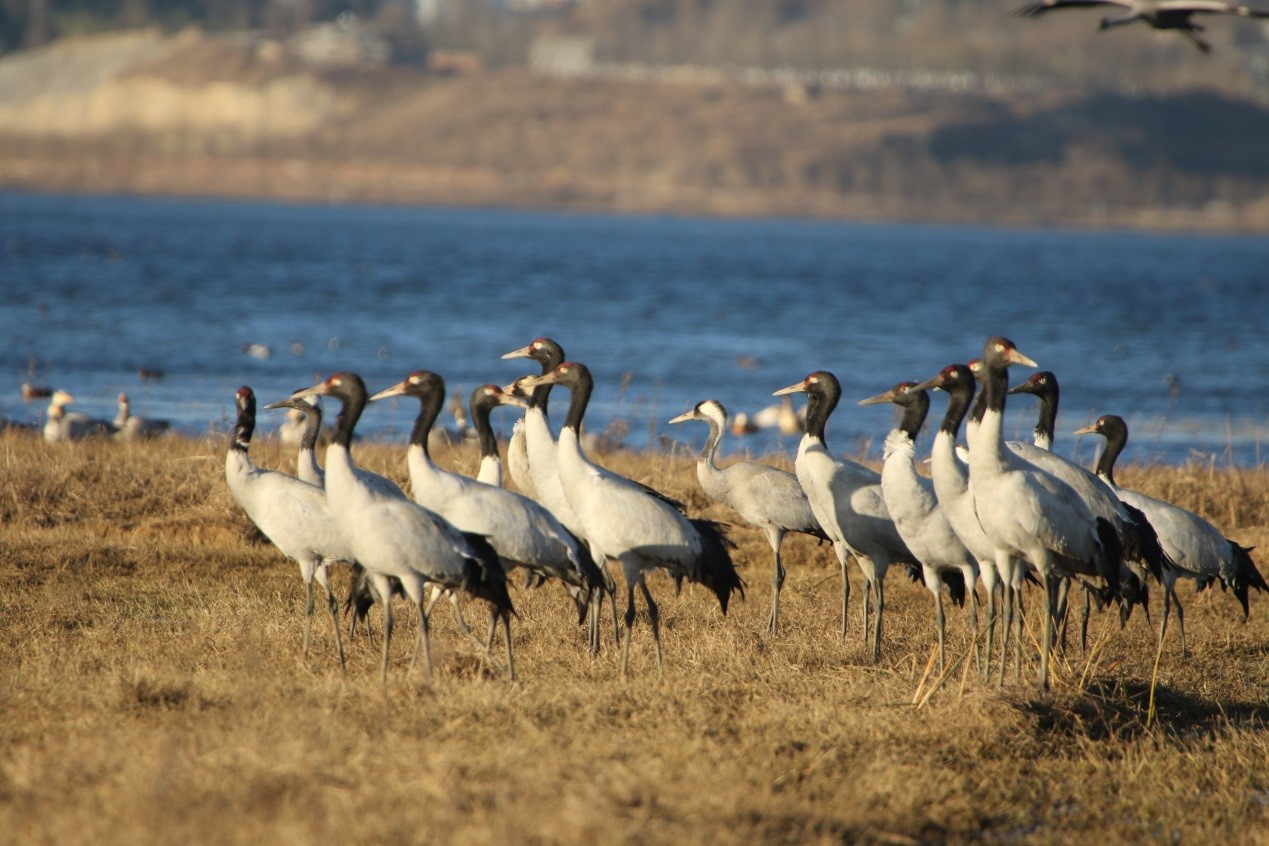 Bird rangers help improve ecology of local nature reserve in SW China