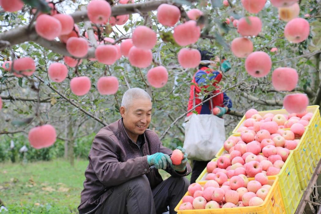 CPPCC member nurtures apple business in SW China, leads local farmers out of poverty