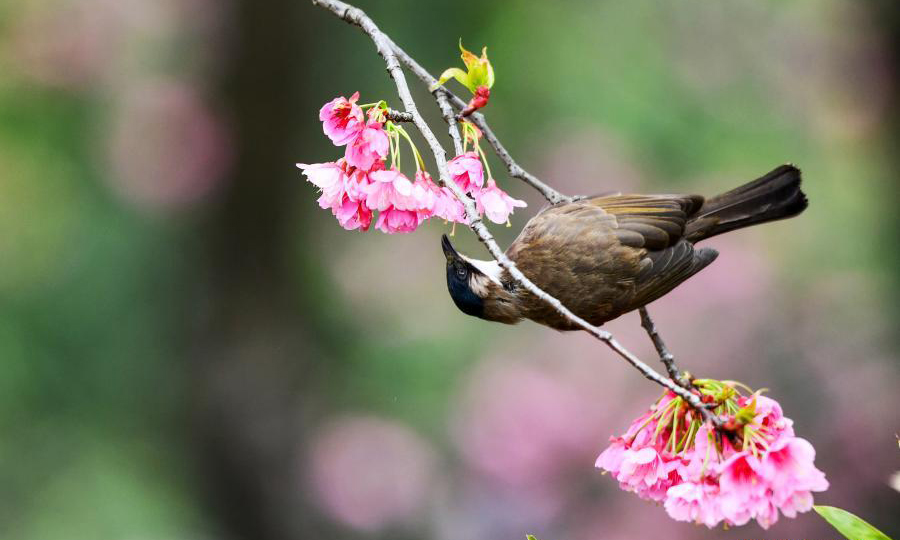 In pics: blossoming cherry trees in Guiyang