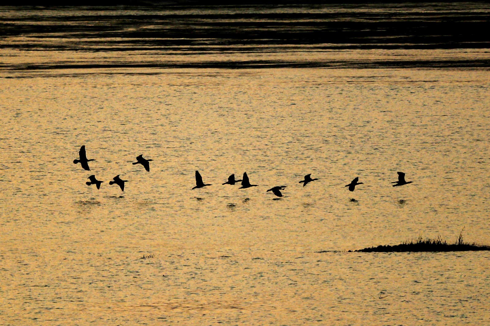 Photo taken on Nov. 20, 2020, shows mallards and other wild birds hovering above the section of Yangtze River in Caoxi village, Luzhou city, southwest China''s Sichuan province. (People''s Daily Online/Mu Ke)