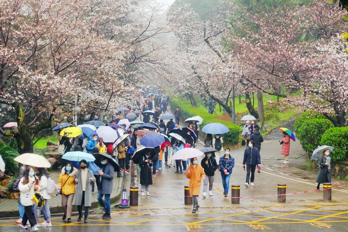 China’s Hubei province designs cherry blossom viewing activities to thank medical workers for dedication to COVID-19 fight