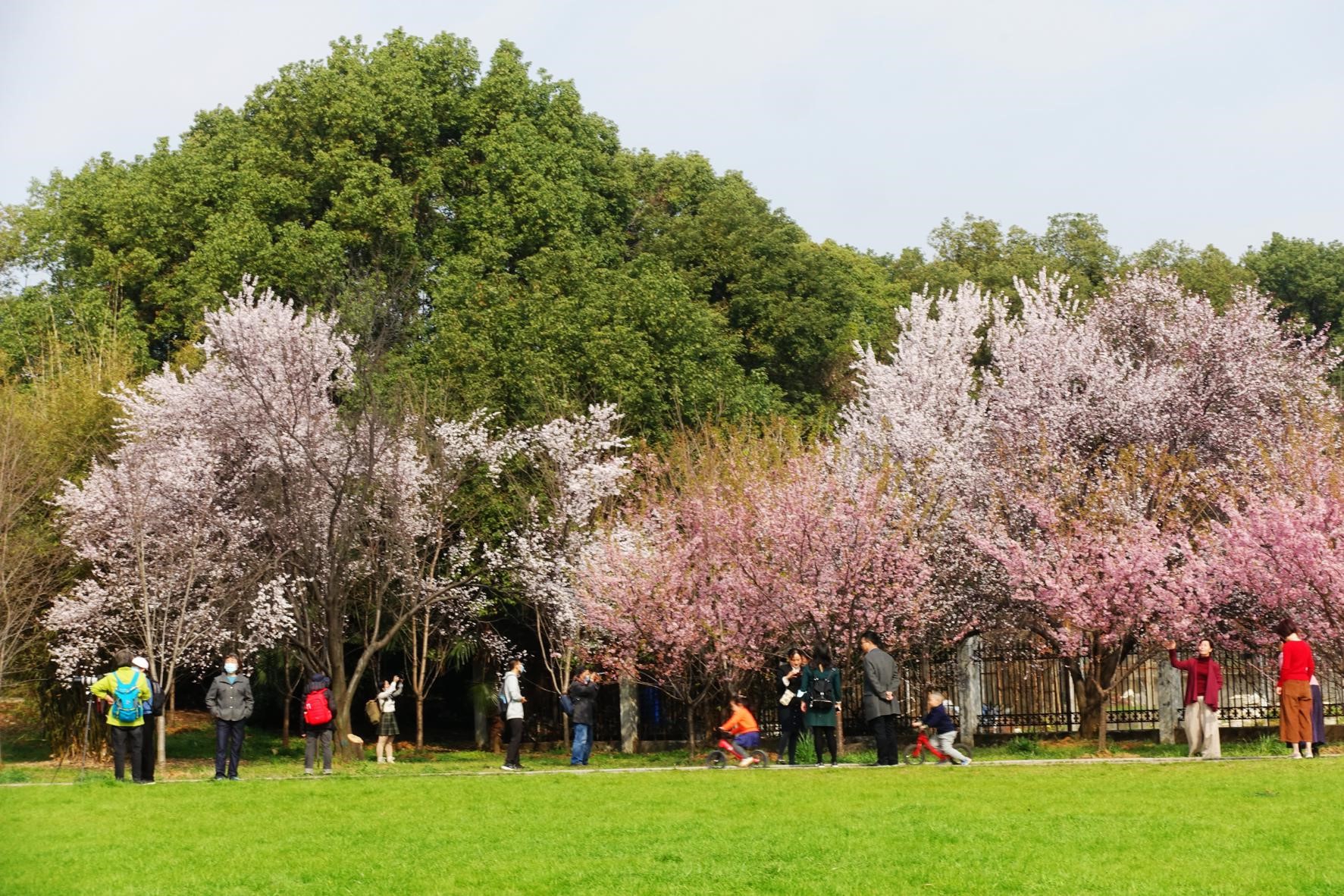 China’s Hubei province designs cherry blossom viewing activities to thank medical workers for dedication to COVID-19 fight