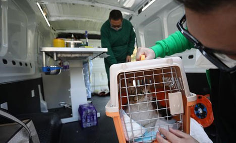 Shanghai rolls out mobile operation vehicles to neuter stray cats in communities