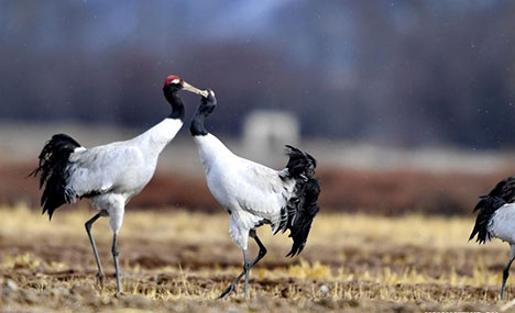 National nature reserve for black-necked cranes in China's Tibet