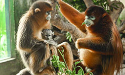Newborn golden snub-nosed monkey makes debut
