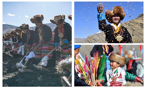 Tibetans celebrate start of spring ploughing
