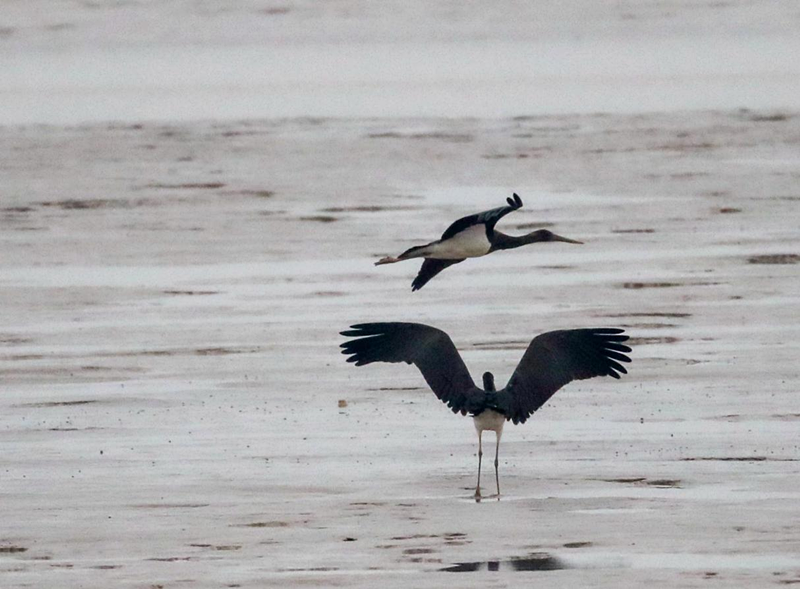 China sees remarkable progress of wildlife observation