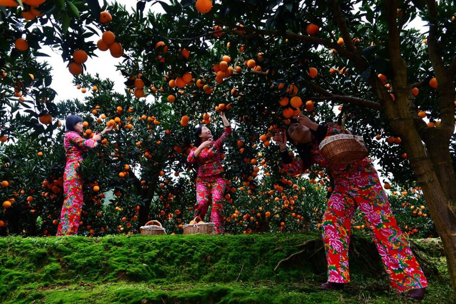 Courtyard economy bears sweet fruits in increasing income in SW China's Cangxi county