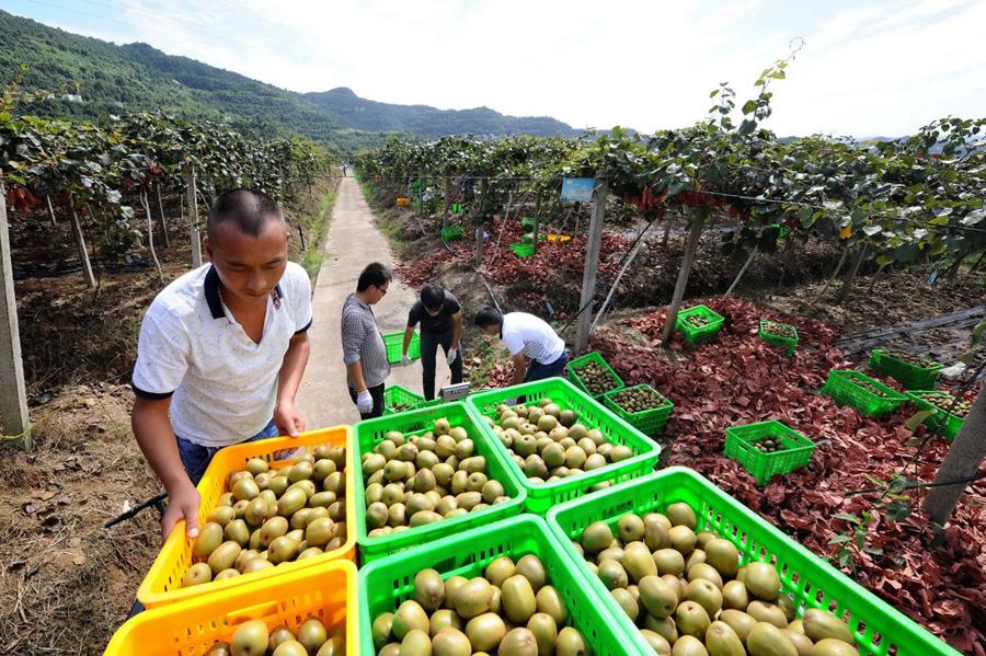 Courtyard economy bears sweet fruits in increasing income in SW China's Cangxi county