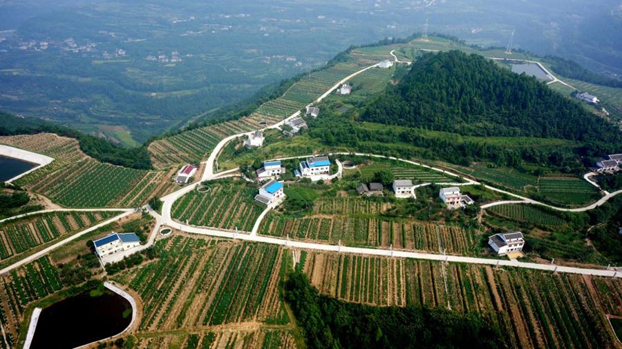 Courtyard economy bears sweet fruits in increasing income in SW China's Cangxi county