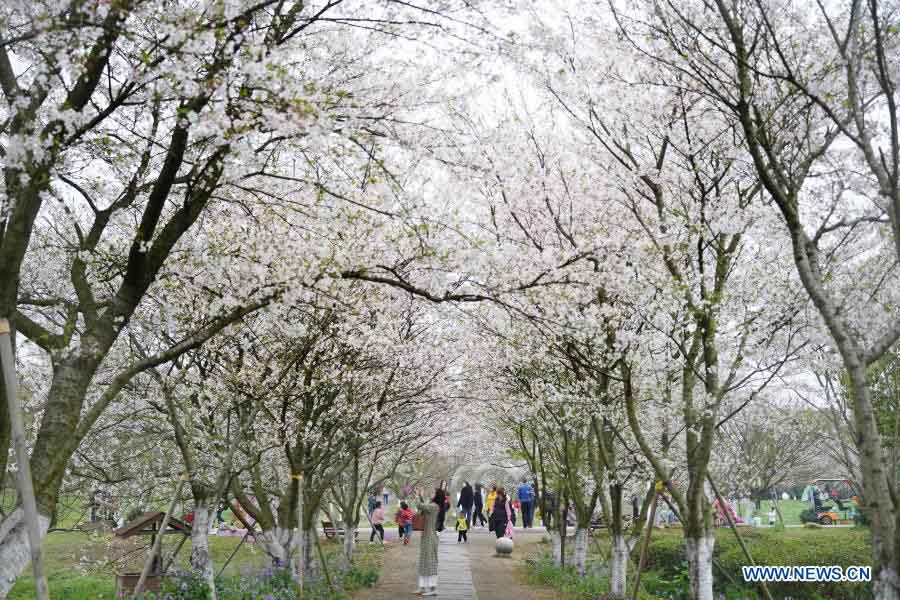 Cherry blossoms in full bloom in Jiangxi