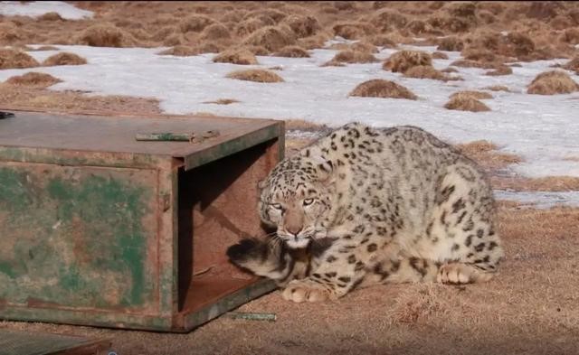 NW China's Qinghai releases snow leopard wearing satellite collar into wild