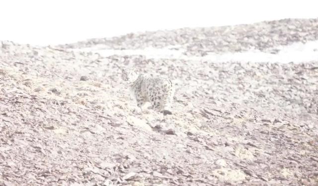 NW China's Qinghai releases snow leopard wearing satellite collar into wild