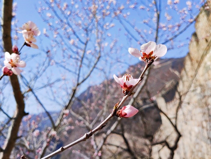 Peach flowers in full blossom at Mutianyu Great Wall