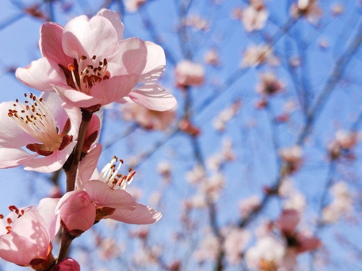 Peach flowers in full blossom at Mutianyu Great Wall