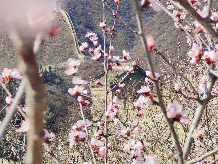 Peach flowers in full blossom at Mutianyu Great Wall