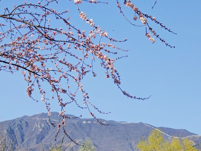 Peach flowers in full blossom at Mutianyu Great Wall