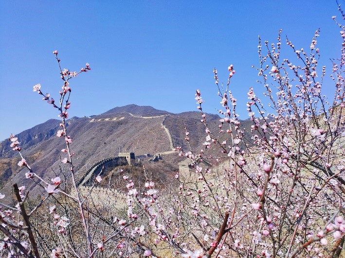 Peach flowers in full blossom at Mutianyu Great Wall