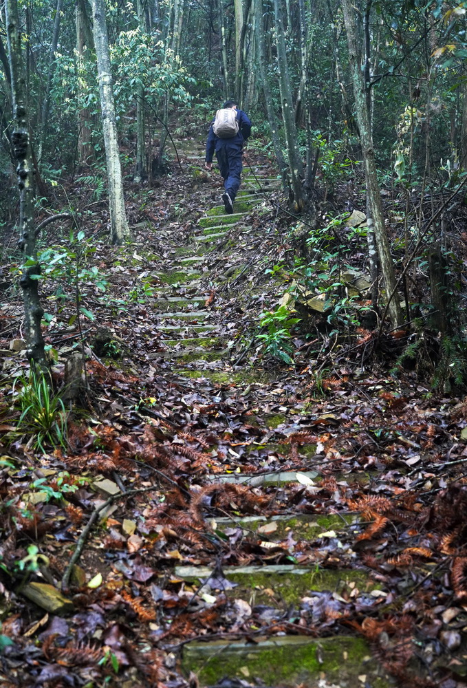 Young rangers devoted to protecting forests in east China's Jiangxi