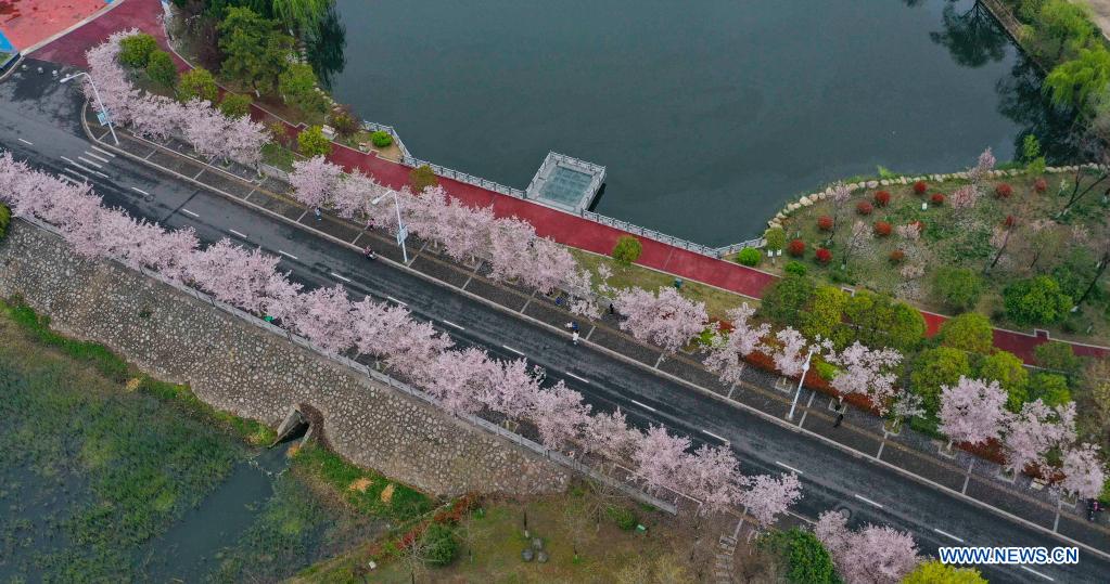 Cherry blossoms in full bloom in Huai'an, Jiangsu