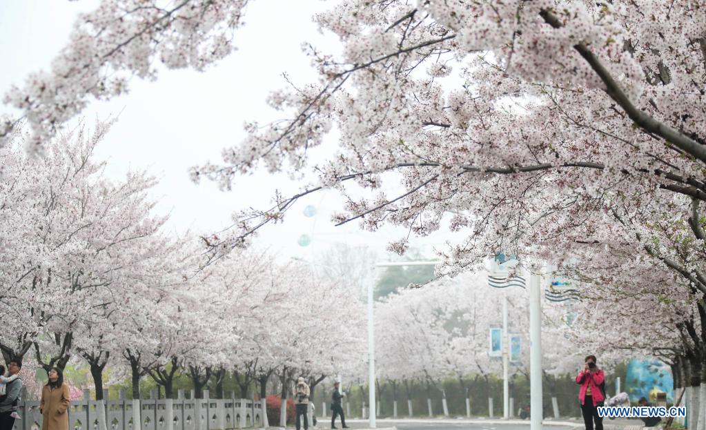 Cherry blossoms in full bloom in Huai'an, Jiangsu
