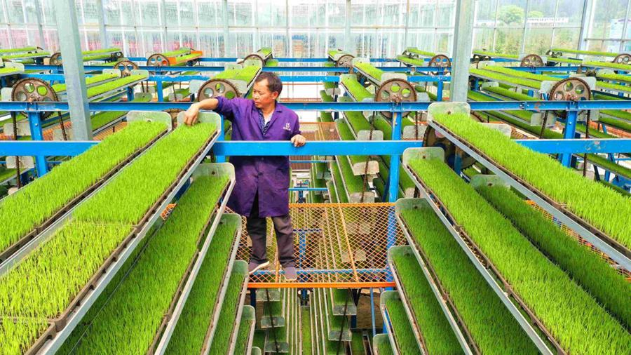 Policies, technologies contribute big part to China's spring farming