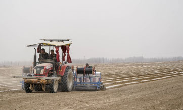 Mechanization of Xinjiang's cotton sector approaches 90%
