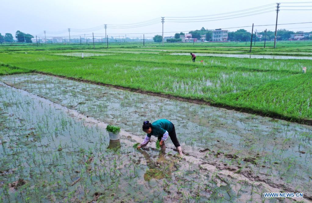 Farming activities in full swing across China