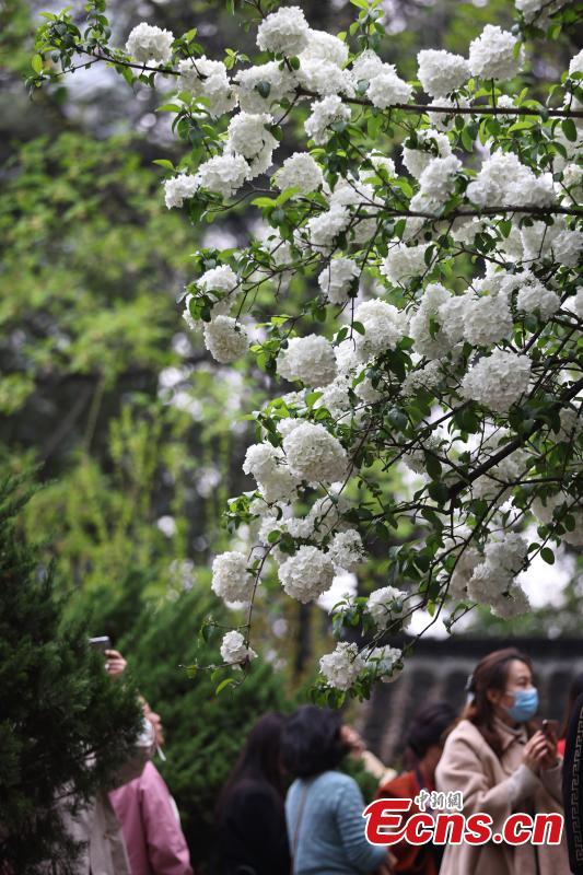 Blooming hydrangeas flowers attract visitors to Nanjing