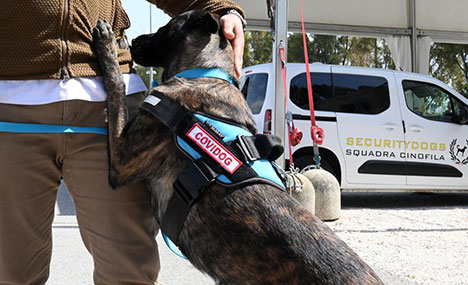 Dogs trained to detect coronavirus in Rome