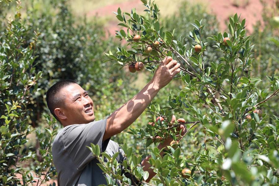 Camellia oleifera lifts environment, brings economic benefits to residents in central China