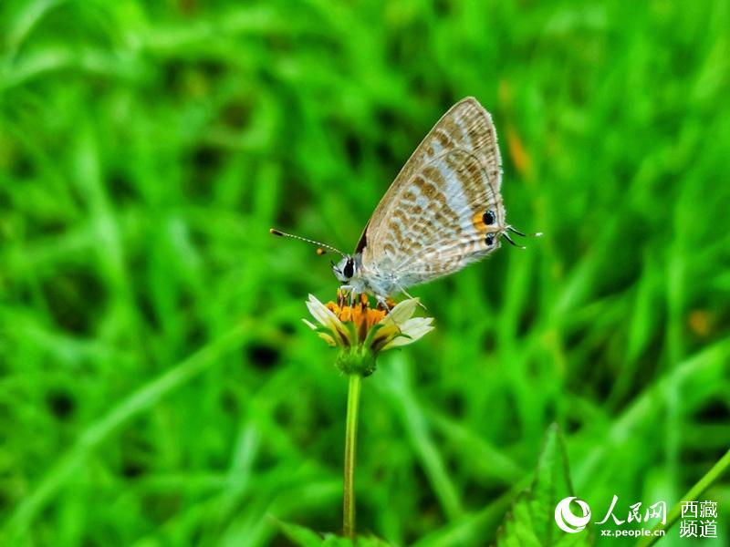 Tibet becomes home to 569 species of butterflies