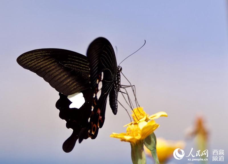 Tibet becomes home to 569 species of butterflies