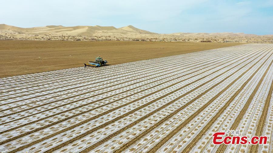 BeiDou directed seeders work in Xinjiang's cotton fields