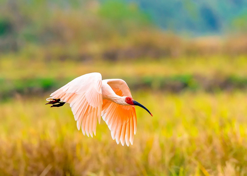 Central China reserve becomes home to 71 national key protected bird species