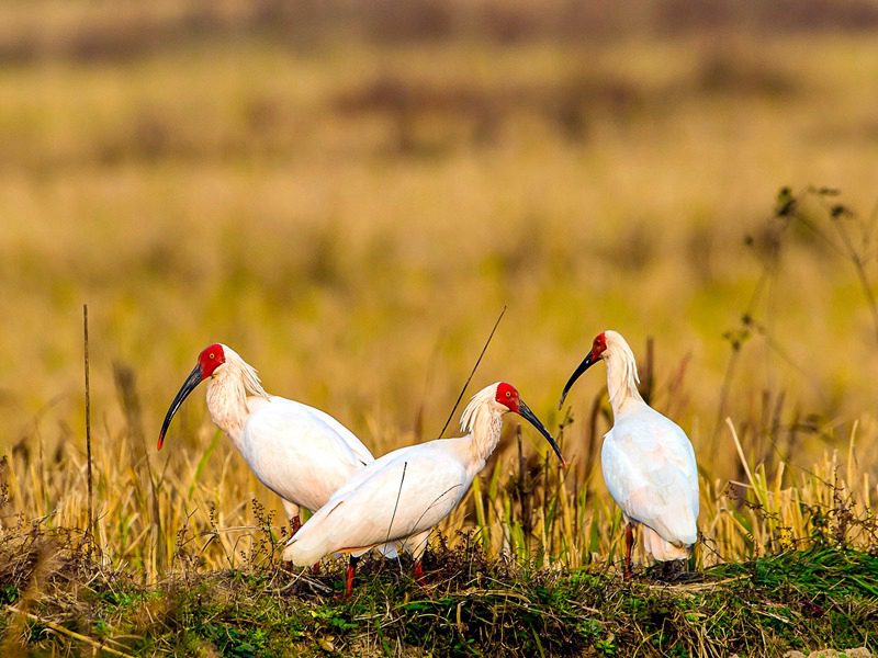 Central China reserve becomes home to 71 national key protected bird species