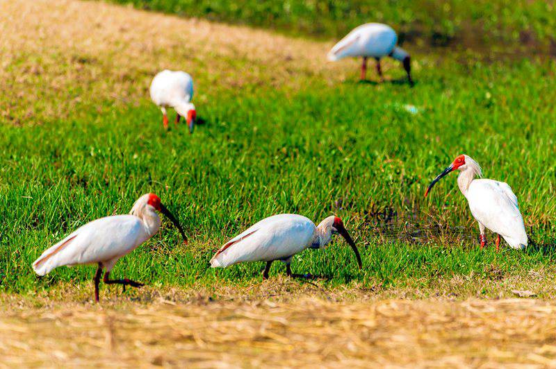 Central China reserve becomes home to 71 national key protected bird species