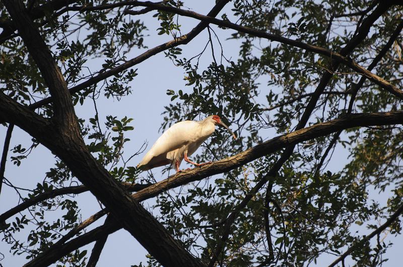 Central China reserve becomes home to 71 national key protected bird species