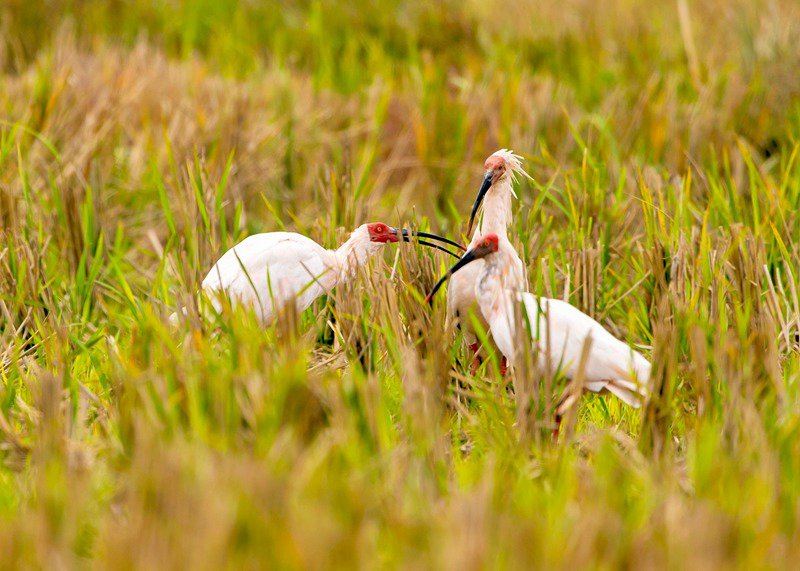 Central China reserve becomes home to 71 national key protected bird species