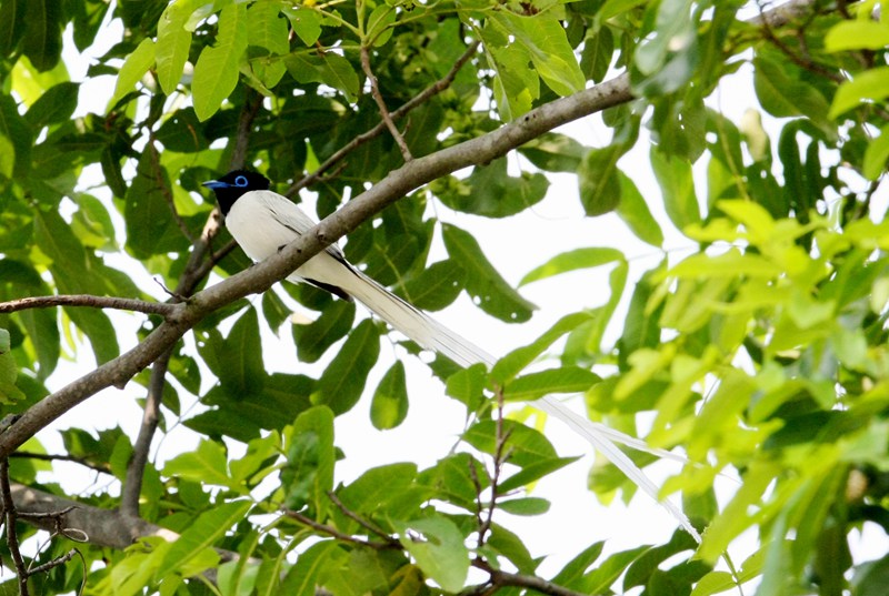 Central China reserve becomes home to 71 national key protected bird species