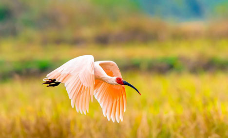 Central China reserve becomes home to key protected bird species