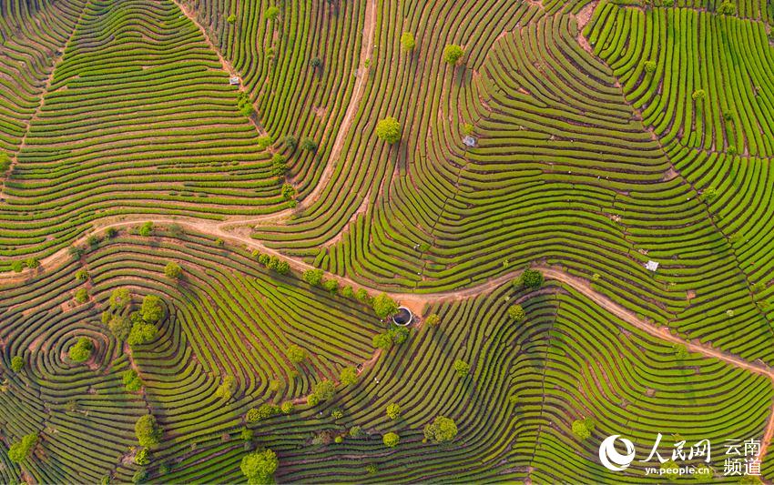 Ning'er of SW China's Yunnan ushers in booming tea-picking season