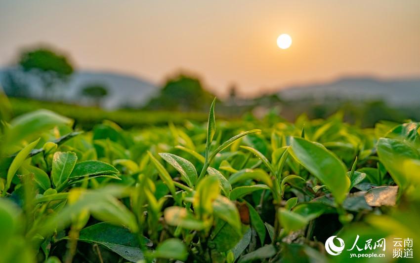 Ning'er of SW China's Yunnan ushers in booming tea-picking season