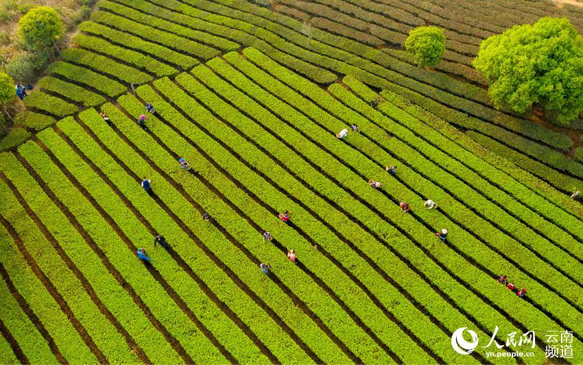 Ning'er of SW China's Yunnan ushers in booming tea-picking season