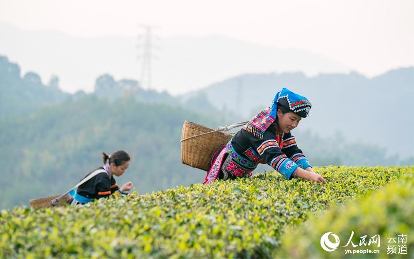 Ning'er of SW China's Yunnan ushers in booming tea-picking season