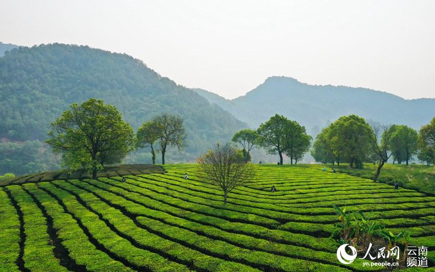 Ning'er of SW China's Yunnan ushers in booming tea-picking season