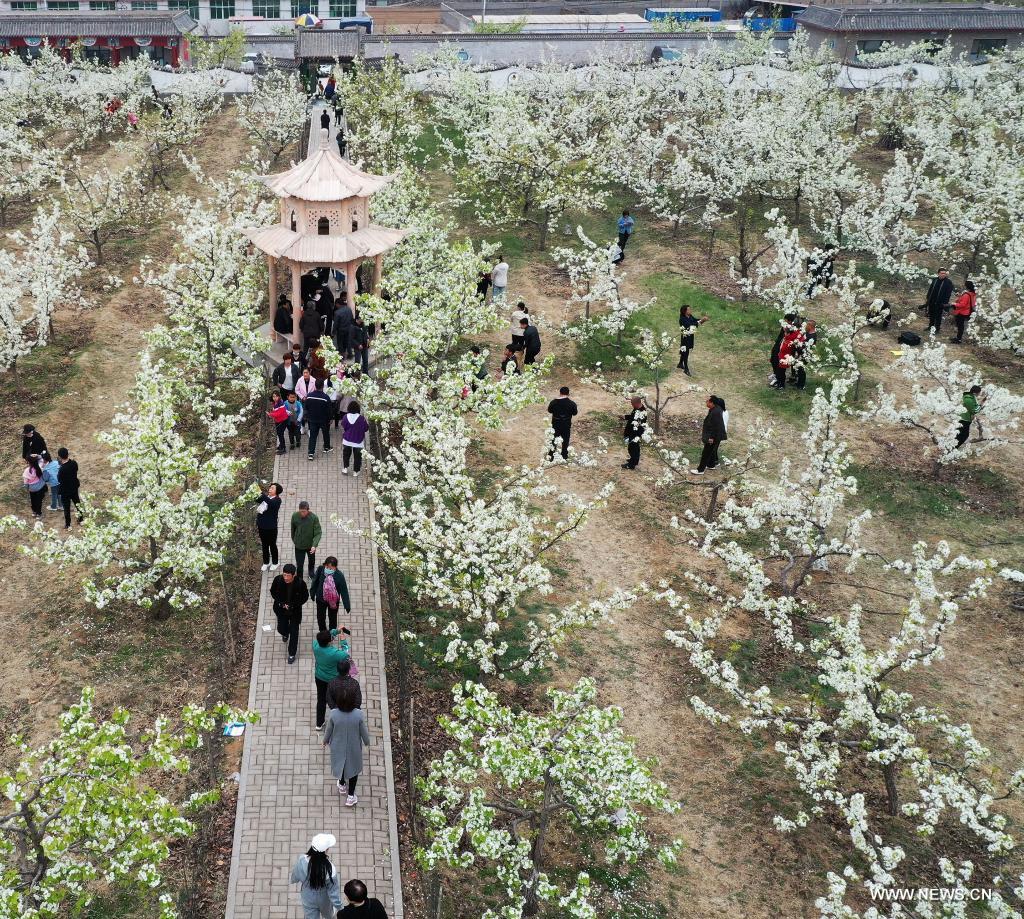 Pear blossom festival kicks off in Qian'an, Hebei (8) People's Daily