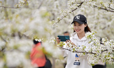 Pear blossom festival kicks off in Qian'an, Hebei
