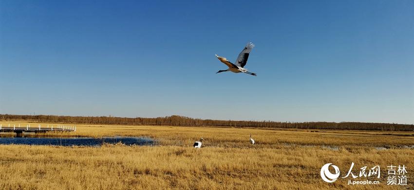 Cranes welcome the arrival of spring in NE China's nature reserve