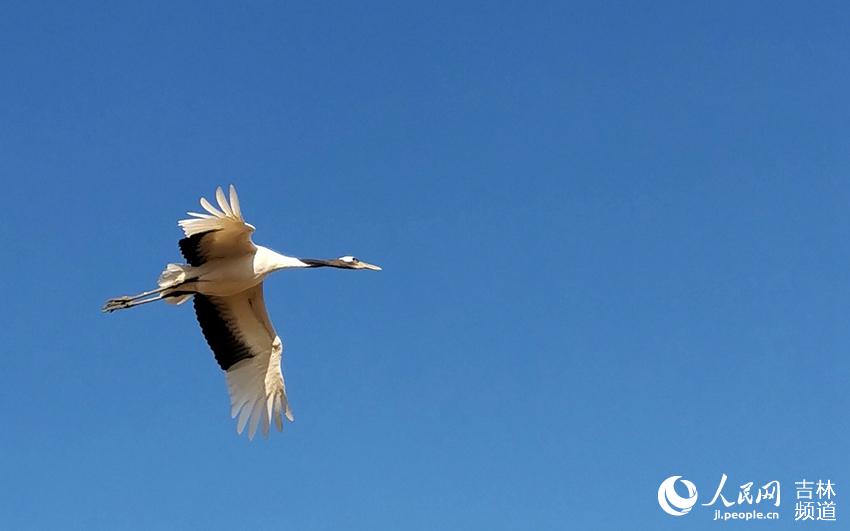 Cranes welcome the arrival of spring in NE China's nature reserve